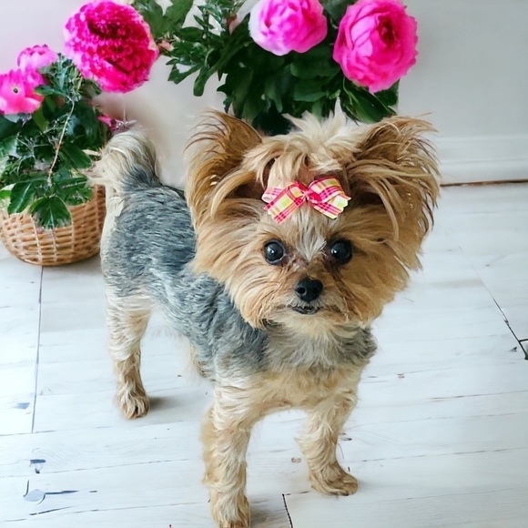 🐶🎀Lot of 11 Dog Bows Grosgrain Ribbon Pink Multicolor Yorkies Small Dogs NEW - Picture 1 of 3